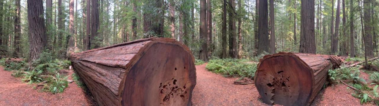 Glamping In The Redwoods With A Hot Tub! Hotel การ์เบอร์วิลล์ ภายนอก รูปภาพ