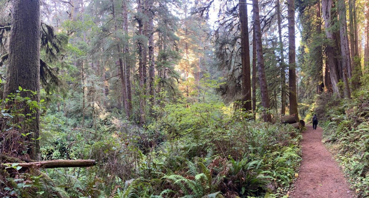 Glamping In The Redwoods With A Hot Tub! Hotel การ์เบอร์วิลล์ ภายนอก รูปภาพ